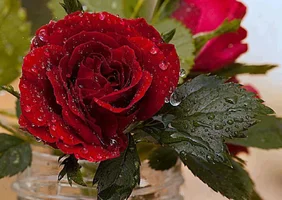 1 (18).webp