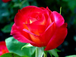 1 (19).webp