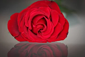 1 (20).webp