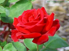 1 (22).webp