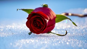 1 (23).webp
