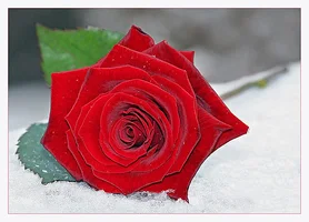 1 (24).webp