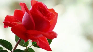 1 (26).webp