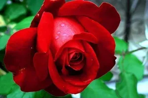 1 (27).webp