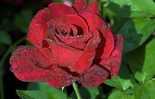 1 (28).webp