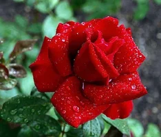1 (29).webp
