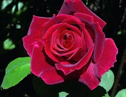 1 (30).webp