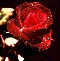 1 (33).webp