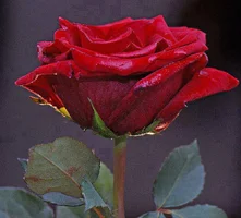 1 (35).webp