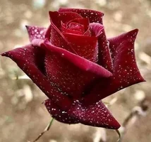 1 (38).webp