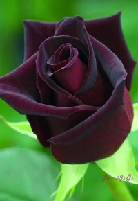 1 (39).webp