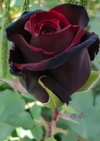 1 (40).webp