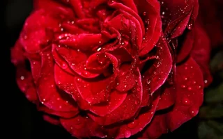 1 (43).webp