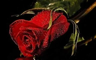 1 (45).webp