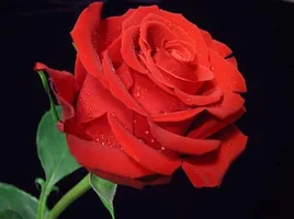 1 (46).webp