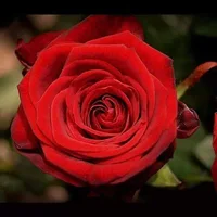 1 (48).webp