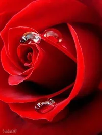 1 (49).webp