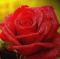 1 (50).webp