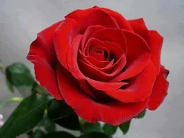 1 (51).webp