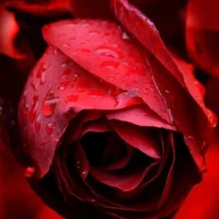 1 (52).webp