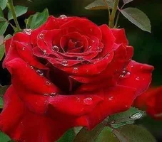 1 (53).webp