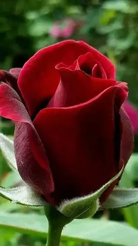 1 (54).webp