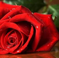 1 (55).webp