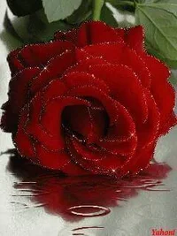 1 (56).webp