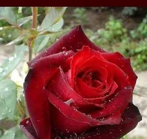 1 (59).webp