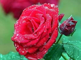 1 (63).webp
