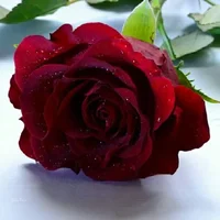 1 (64).webp