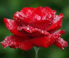 1 (65).webp