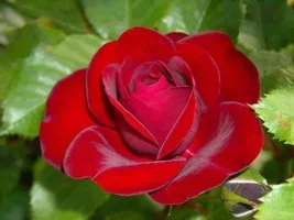 1 (66).webp