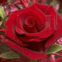 1 (68).webp