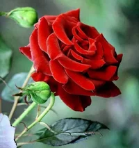 1 (70).webp