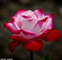1 (73).webp