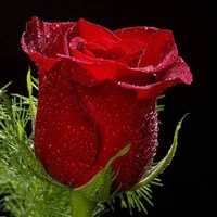 1 (74).webp