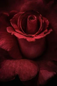 1 (75).webp