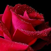 1 (77).webp