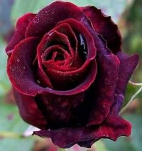 1 (78).jpg