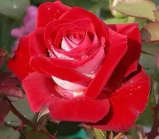 1 (80).webp