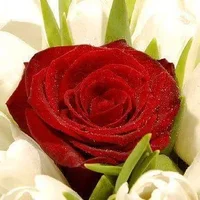 1 (82).webp