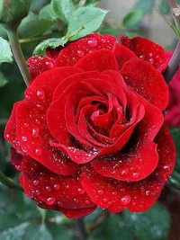 1 (83).webp