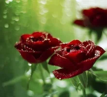 1 (84).webp