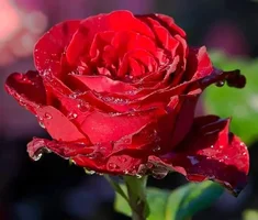 1 (85).webp