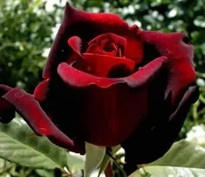 1 (88).webp