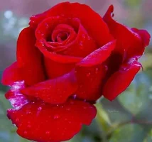 1 (90).webp