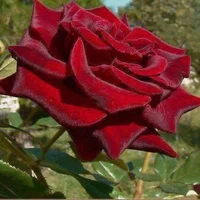 1 (92).webp
