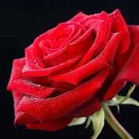 1 (93).webp