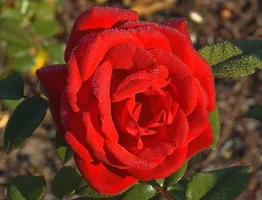 1 (94).webp